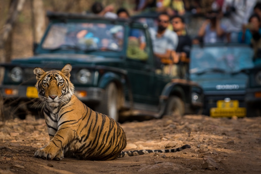 RANTHAMBORE